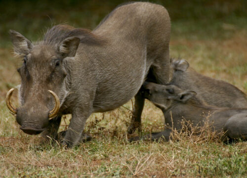 Can I see warthogs on a game drive in Mount Kenya?