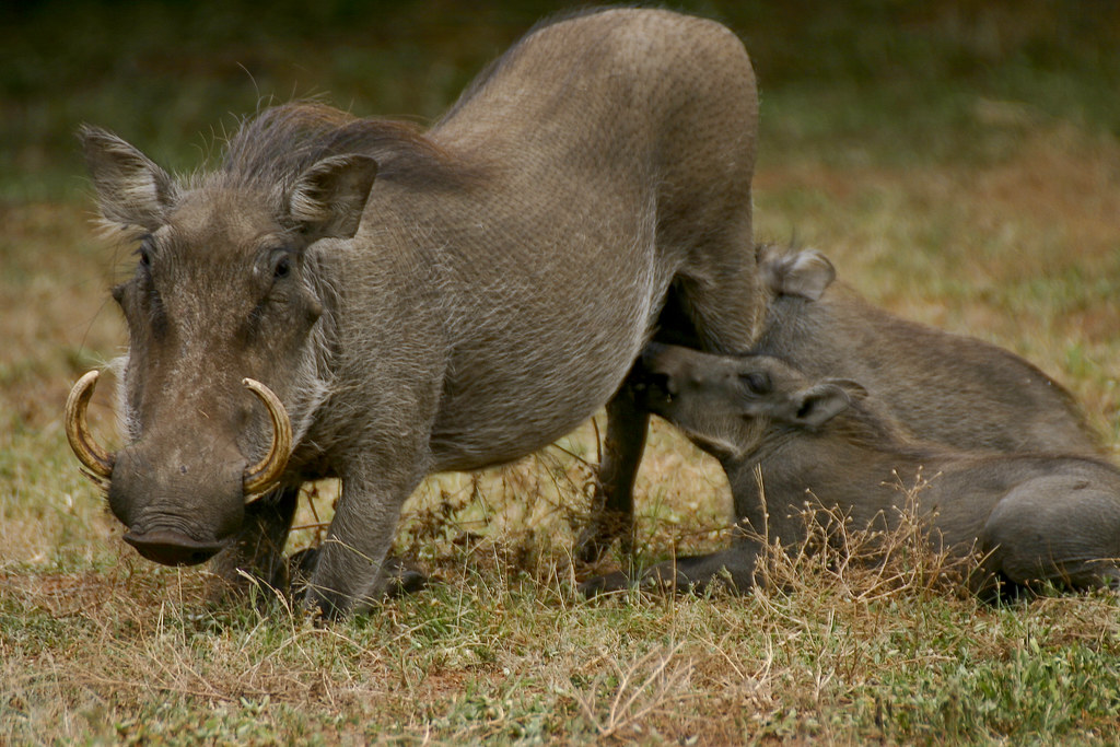 Can I see warthogs on a game drive in Mount Kenya?