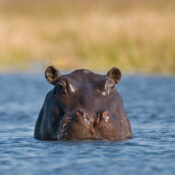 Can I see hippos on a game drive in Mount Kenya?