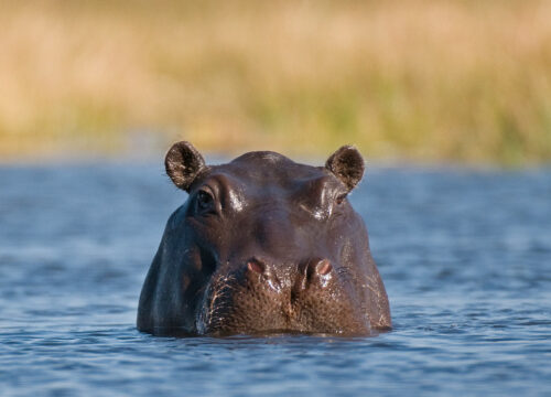 Can I see hippos on a game drive in Mount Kenya?