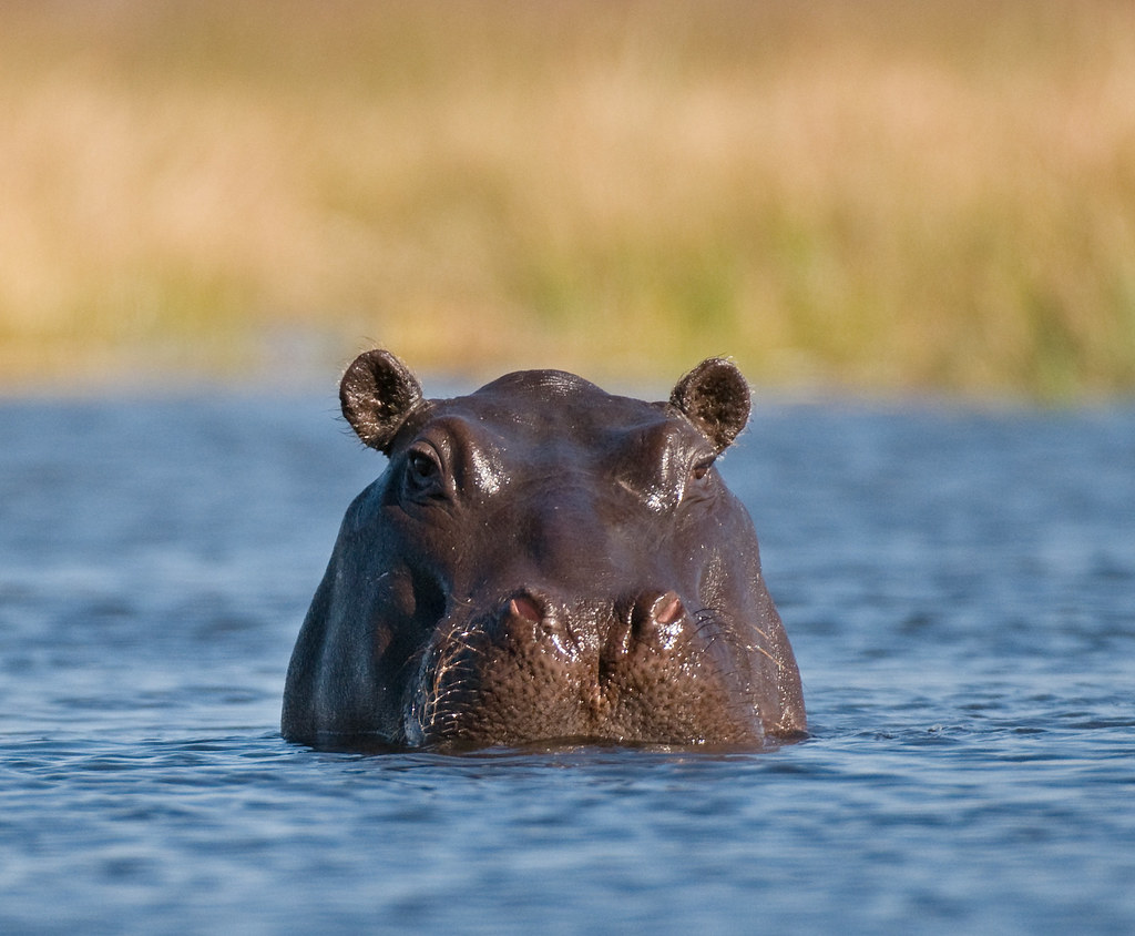 Can I see hippos on a game drive in Mount Kenya?
