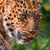 Can I see leopards on a game drive in Mount Kenya?