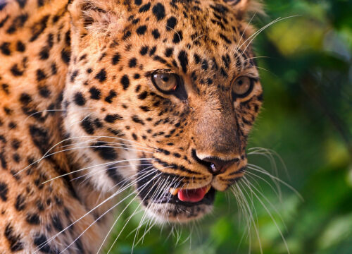 Can I see leopards on a game drive in Mount Kenya?