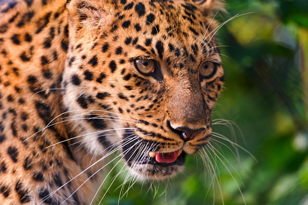 Can I see leopards on a game drive in Mount Kenya?