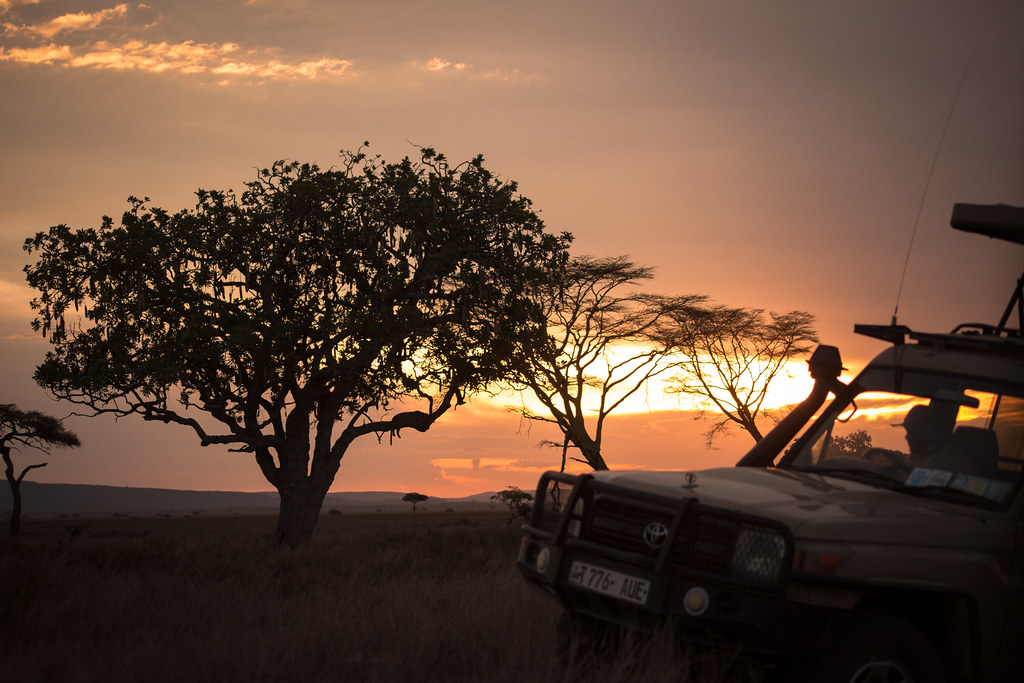 An Enriching Safari Experience for the Whole Family: Top Recommendations for Family-Friendly Game Drive Tours in Mt Kenya