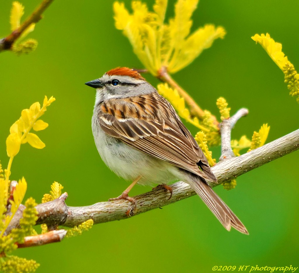 Unlocking the Potential of Bird-Watching Challenges: Opportunities for Research, Education, and Local Community Engagement in Mount Kenya