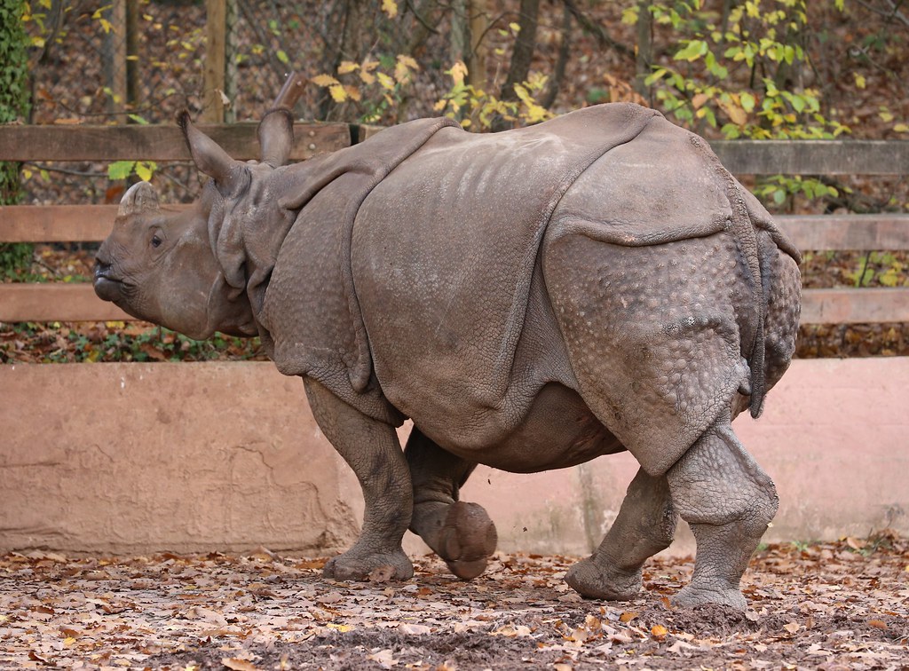 The Conservation ⁢Efforts and Success Stories of Rhino Protection‌ in‌ Mount ⁣Kenya