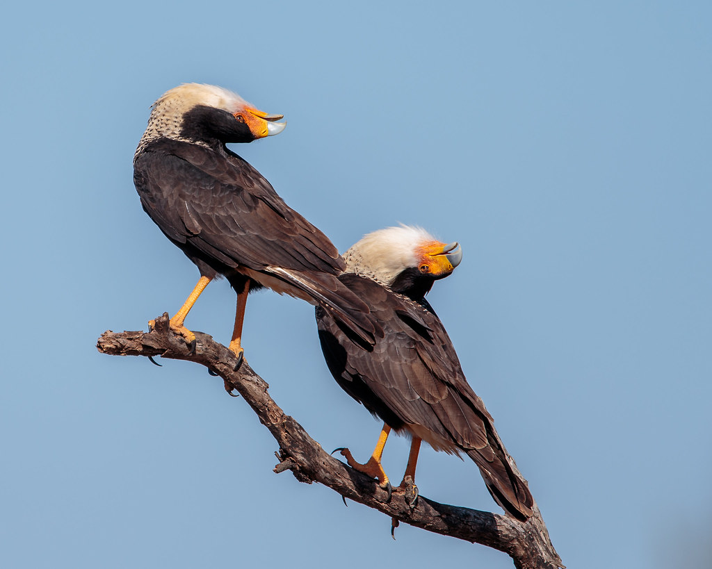 Courtship Displays of Birds: A Magnificent Spectacle Unveiled at Mount Kenya