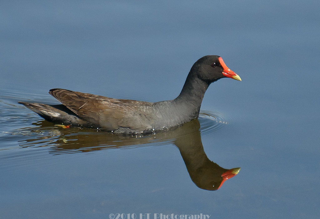 Bird-Watching Competitions in Mount Kenya: A Paradise for Avian Enthusiasts