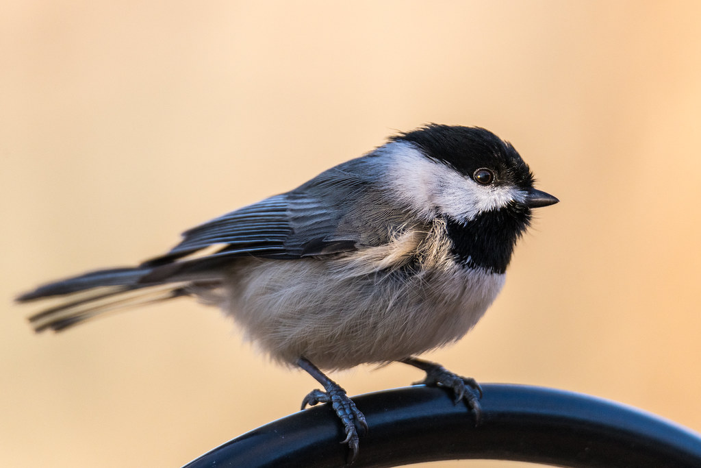 Unlock the Enchanting Melodies with Bird-Watching Apps for Mount Kenya