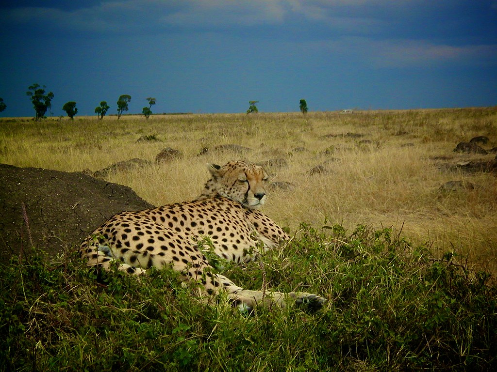 Unique Opportunities:‌ Spotting Antelopes ​During Your Mount ​Kenya Safari