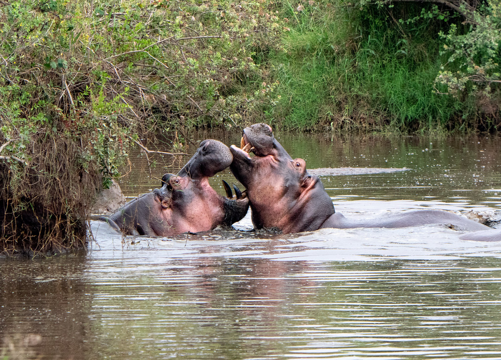 Insider Tips: Enhancing Your Chances of Spotting Hippos in Mount Kenya's Wildlife Safari