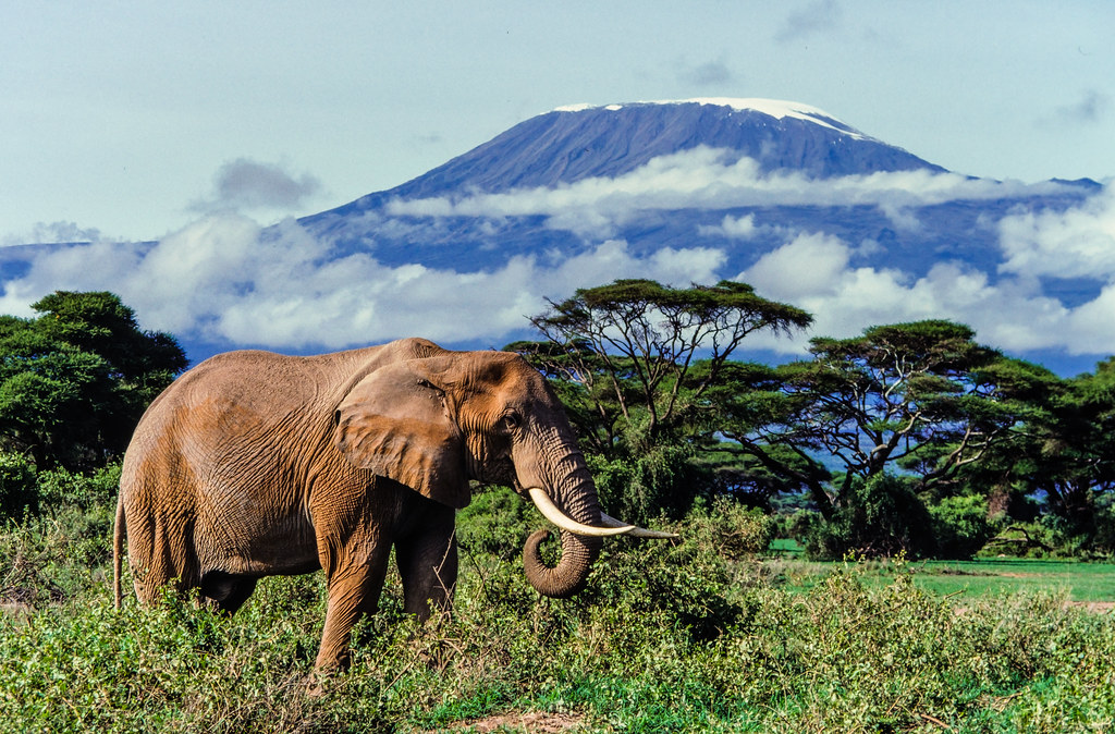 2. Timing is Key: The Best Season to Secure Your Mount Kenya Game Drive