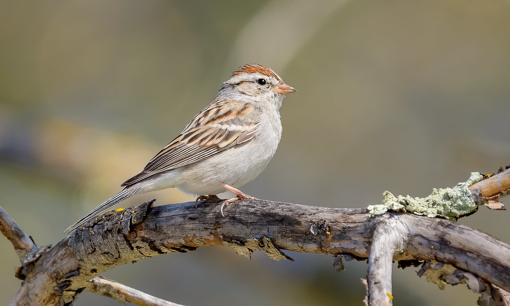 Exploring the Avian Haven: Guided Bird-Watching Tours amidst the Breathtaking Landscapes of Mount Kenya