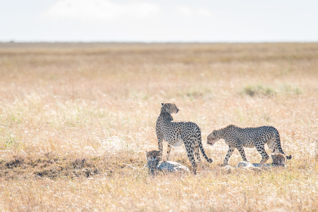 Important Recommendations for a Memorable Cheetah Encounter on a Game Drive in Mount Kenya