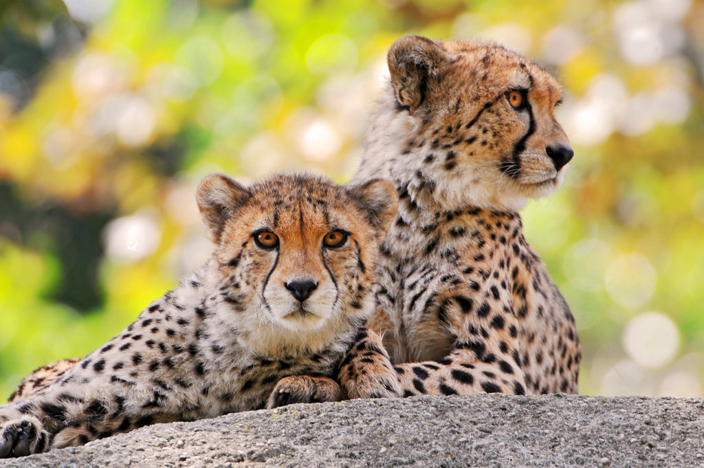 Tips ‍for Maximizing Your Chances of ⁢Spotting Cheetahs on a Game Drive in Mount Kenya