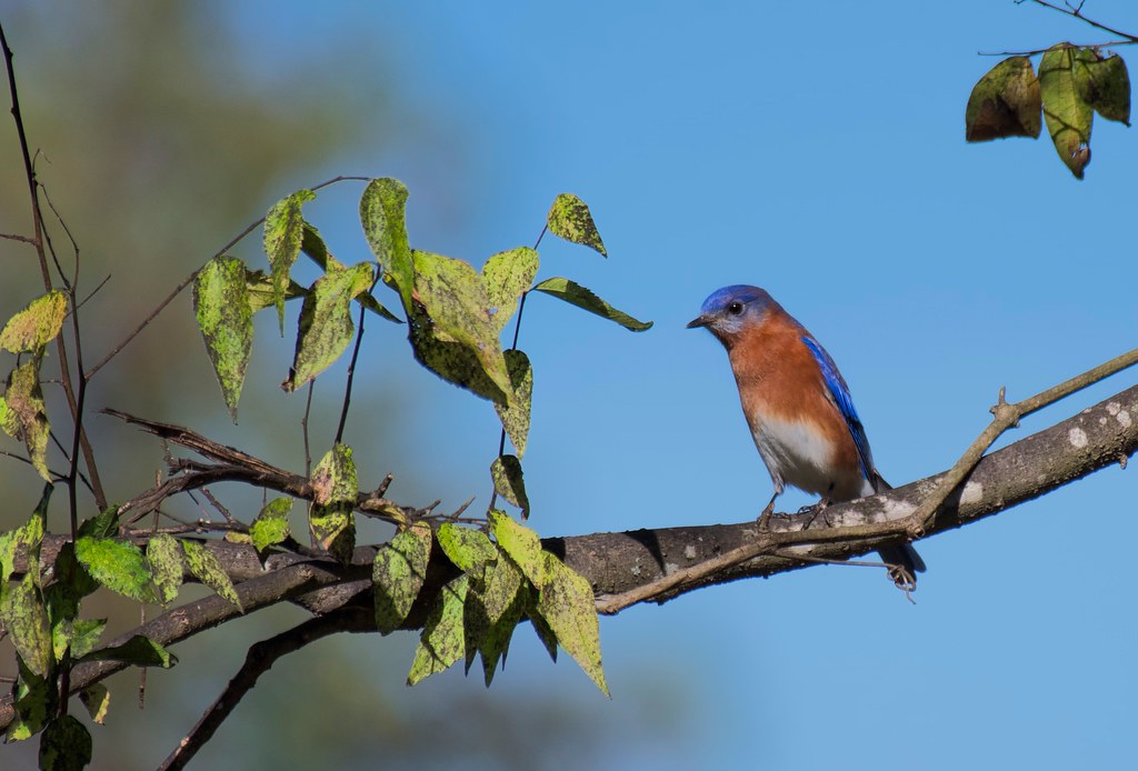 4. Preserving Nature's Avian Symphony: How Responsible Tourism Can Safeguard Migratory Birds in Mount Kenya