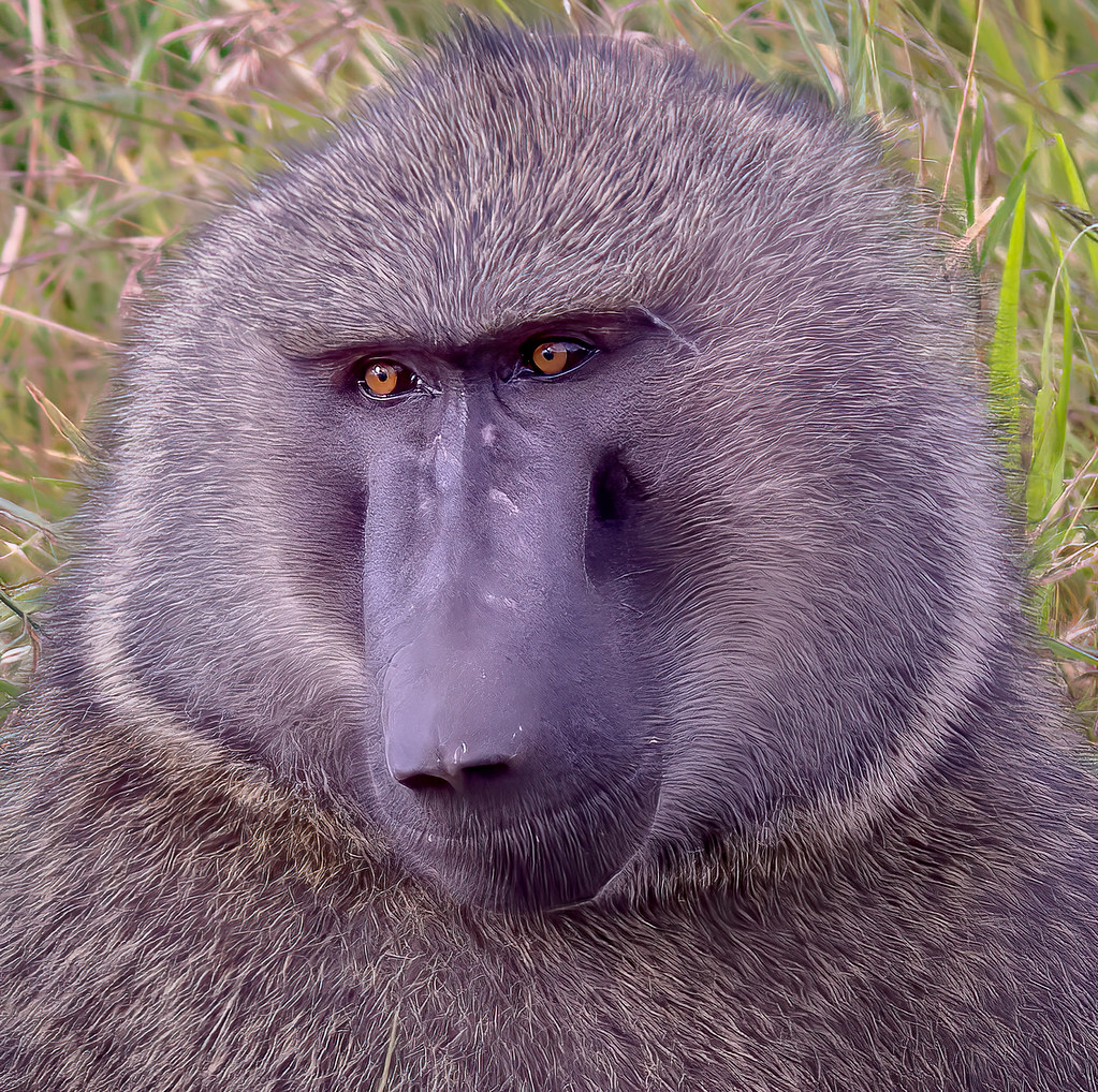 Discovering the ⁢Habitat and Behavior of Baboons in ⁤Mount Kenya's Game Drives