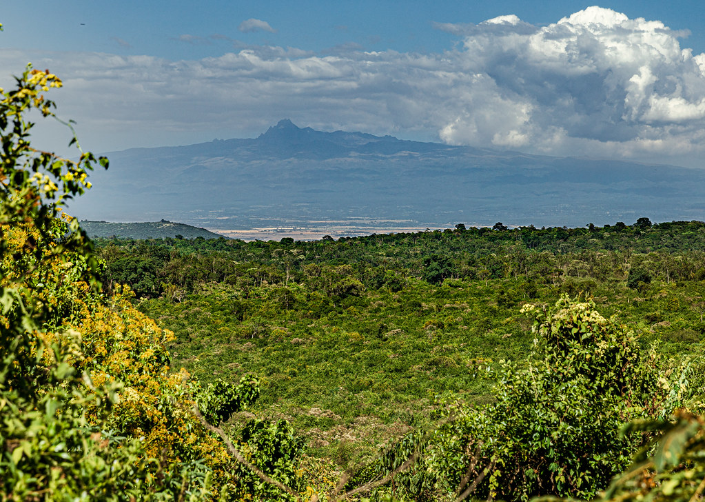 1. Exploring the Avian Paradise: A Guide to Bird-Watching in Mount Kenya's National Parks