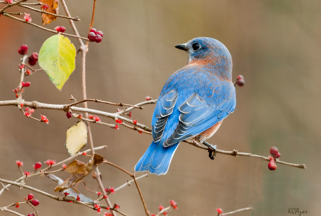 Adaptive Features and Accessible Routes: A Haven for Bird Enthusiasts with Disabilities