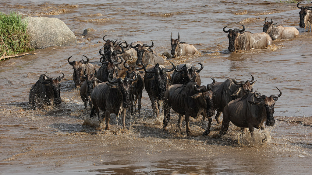 Unmissable Recommendations for Witnessing Wildebeest Migrations on Mount Kenya