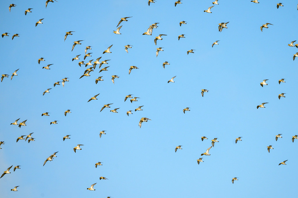 Best Times and Techniques for Spotting Bird Migrations on Mount Kenya