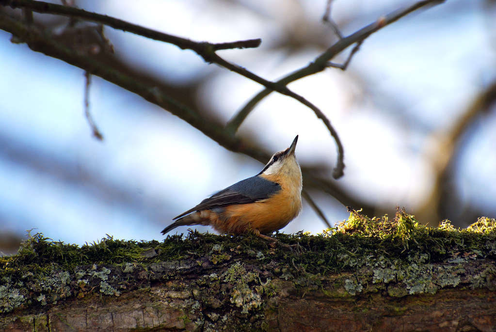 Exploring the Optimal Timeframes for Bird Watching in Majestic Mount Kenya