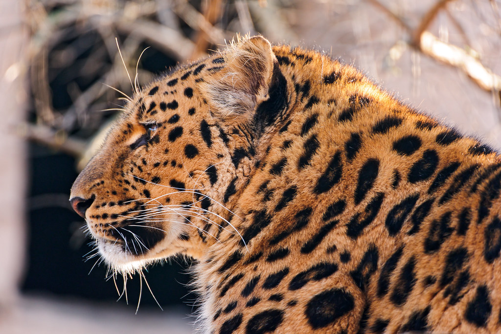 Expert Tips to Maximize Your Chances of Spotting Leopards on a Mount Kenya Game Drive