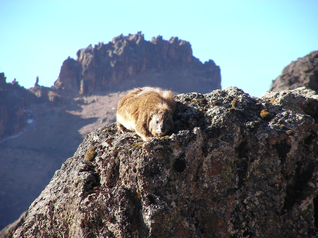 3. Unveiling the Hidden Gems: Top Bird-Watching Spots and Trails in Mount Kenya's National Parks