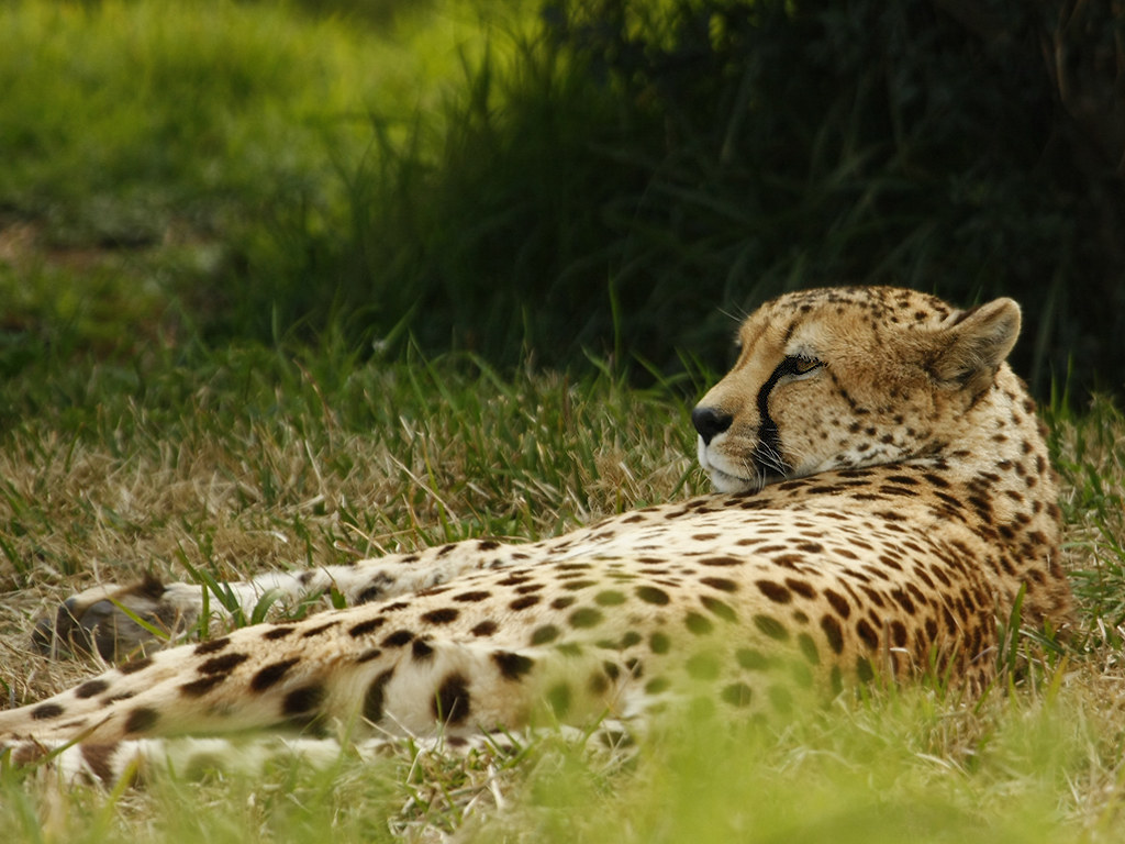 4. Making the Most of Your Safari Encounters: Recommendations for Optimal ​Transport⁣ Strategies to and from Mount ⁤Kenya