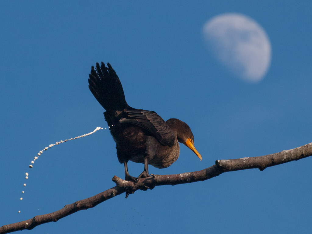 Planning Your Bird Photography Trip to Mount Kenya: Tips for an Enriching Experience