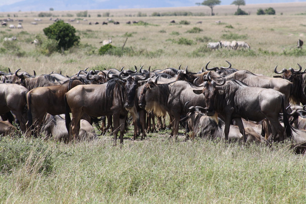 Witness the Spectacular Wildebeest Migrations: Mount Kenya Game Drives