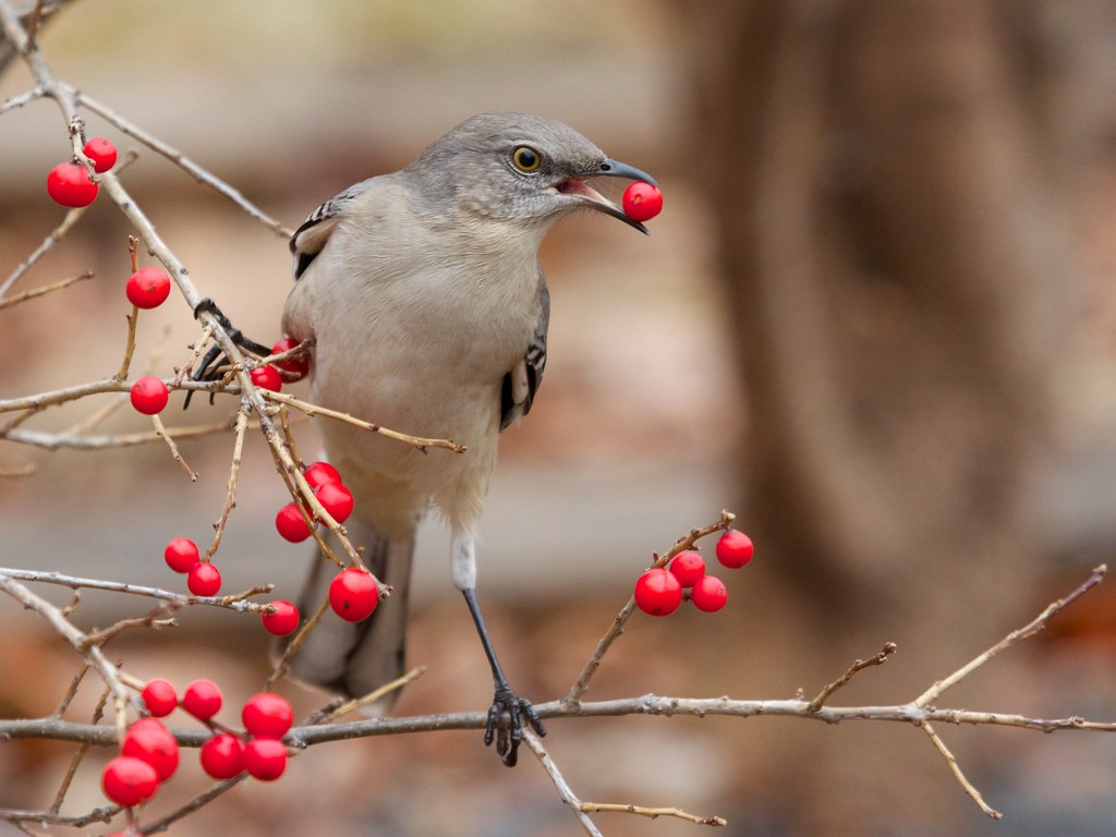 Exploring the Fascinating Bird Feeding Behaviors: Journey into the Avian World of Mount Kenya