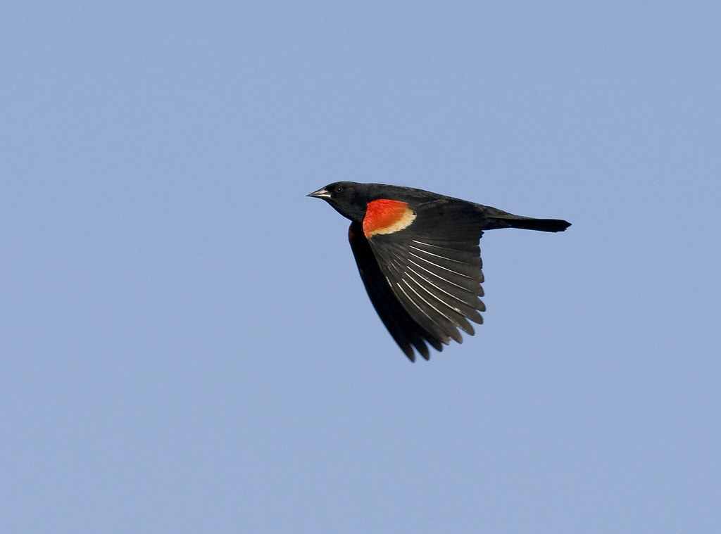 Unveiling the Spectacular Migratory Bird Species in Mount Kenya