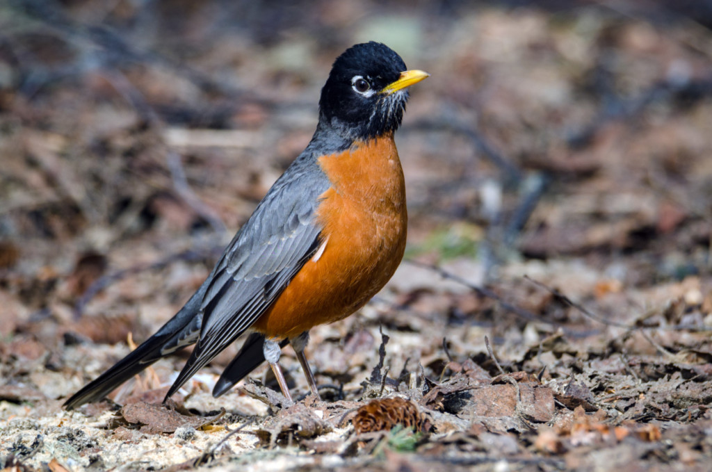 Connect with Local Bird-Watching Communities for an Immersive Experience