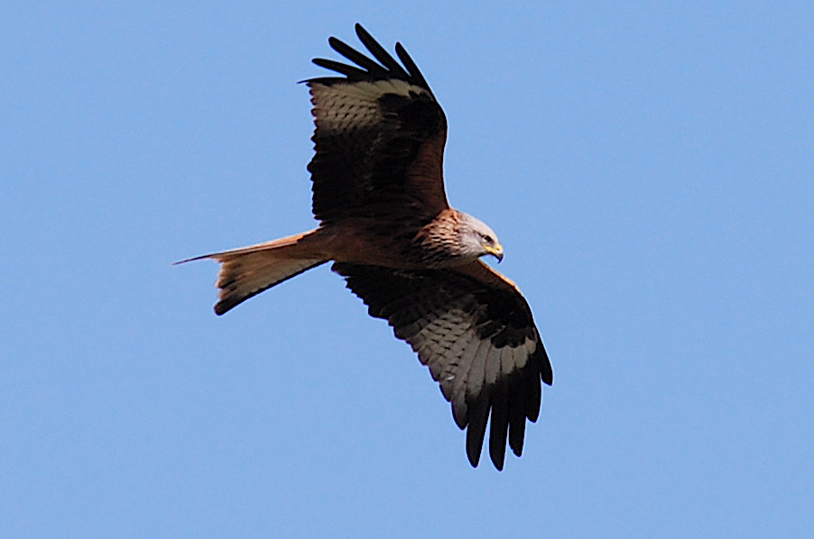 Spotting Birds of Prey in the Untouched Wilderness of Mount Kenya