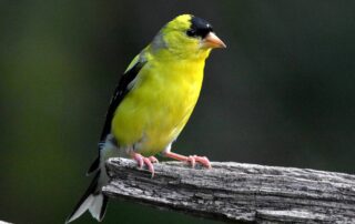 Expert-Recommended Family-Friendly Bird-Watching Tours in the Majestic Mount Kenya Range