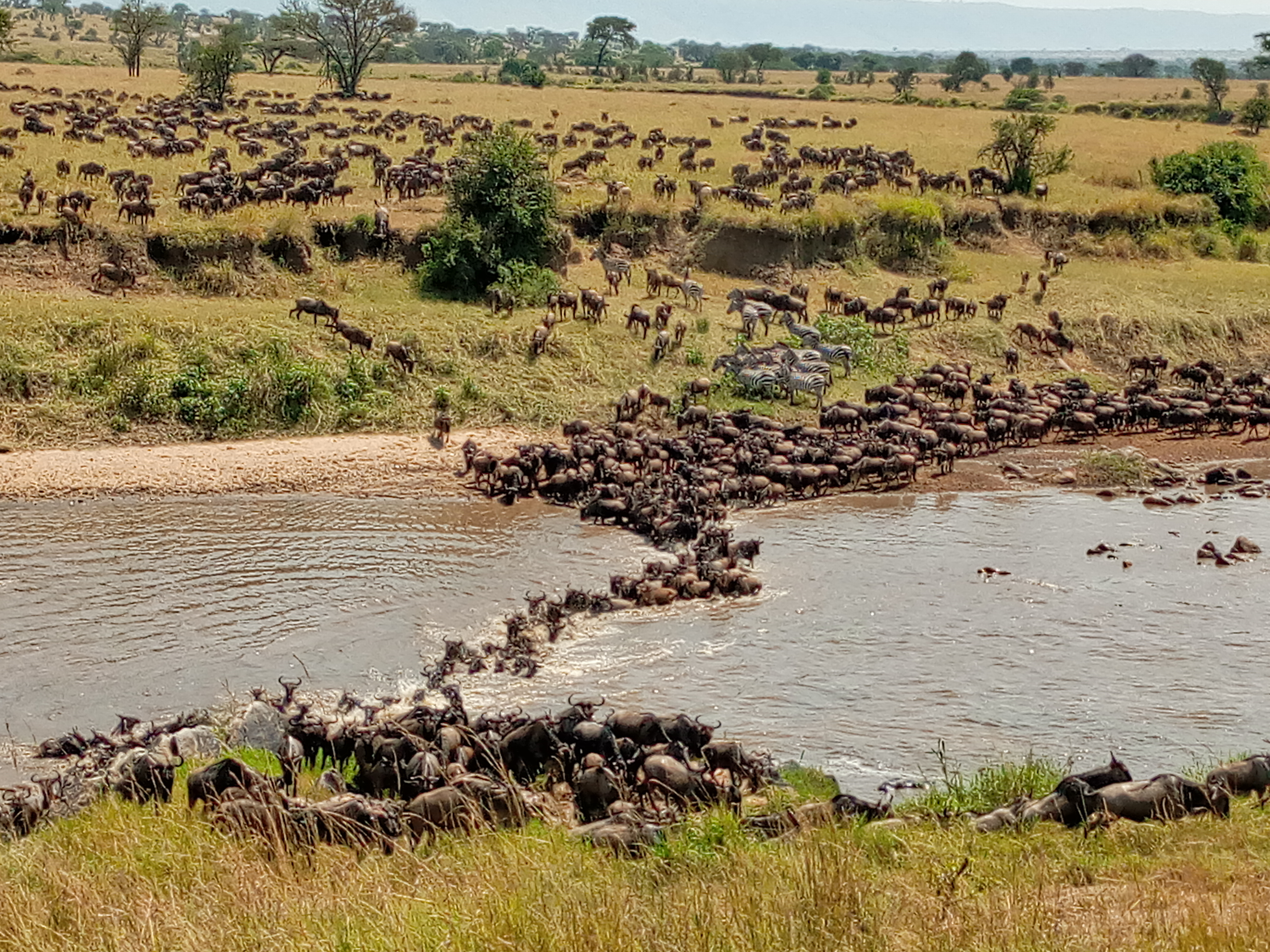 The Great Wildebeest Migration: A Spectacle in the Skies of Mount Kenya