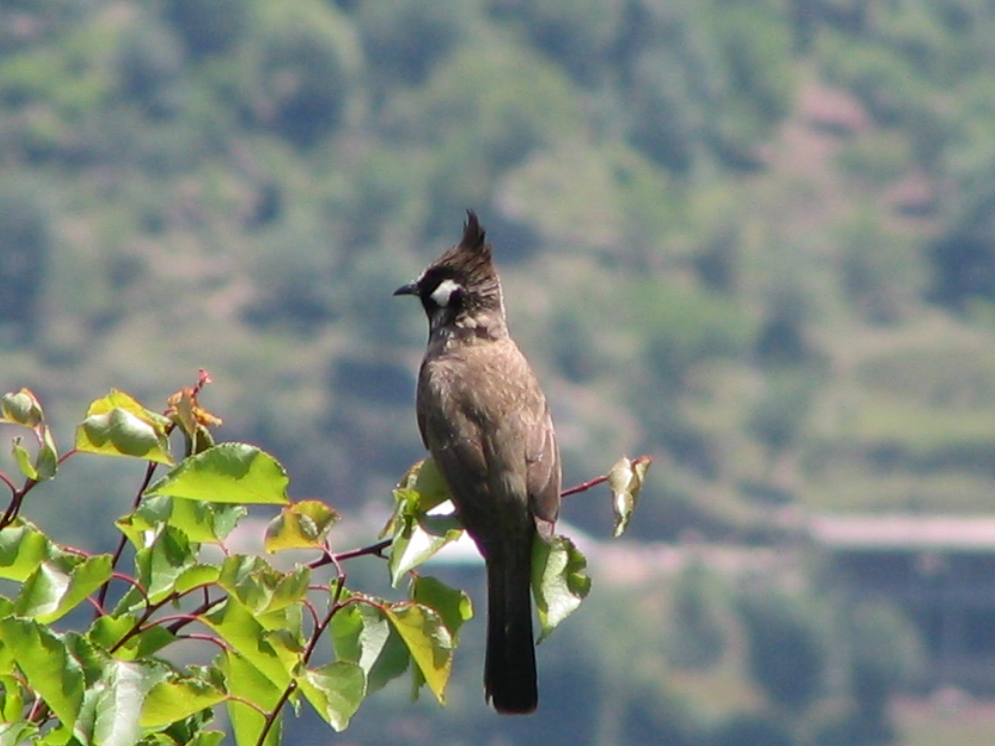 Tips for Planning ‌an⁤ Unforgettable Bird-Watching Trek ⁤in Mount Kenya