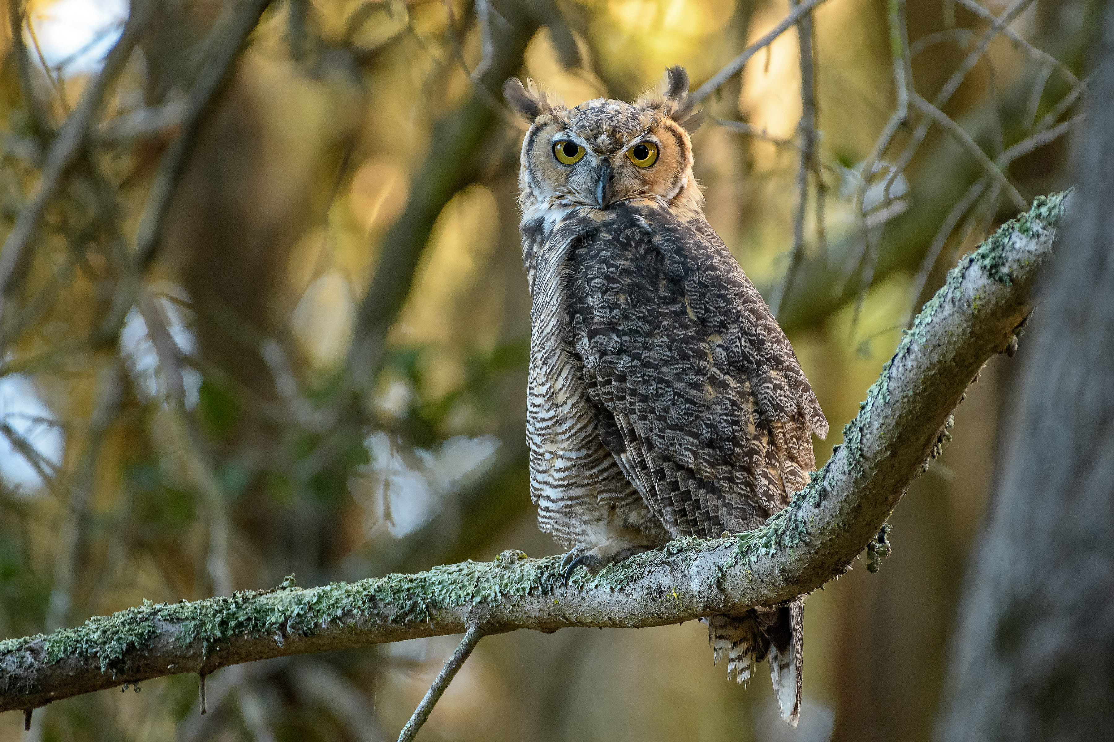 Exploring Inclusive Bird-Watching Trails amidst the Majestic Scenery of Mount Kenya