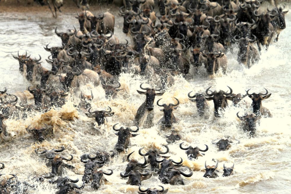 Exploring the Unique Timing of Wildebeest Migrations on Mount Kenya