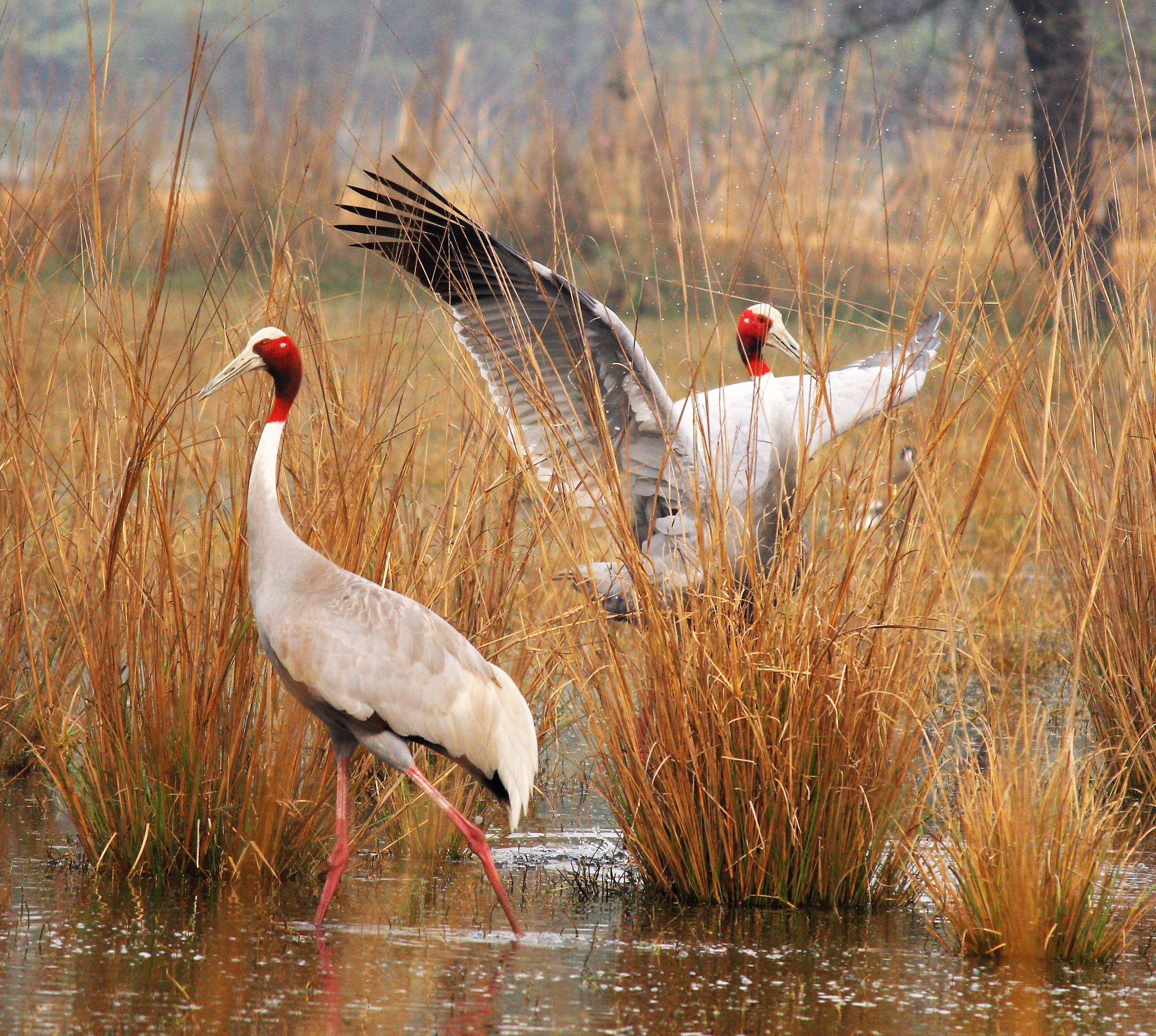 Unraveling the Ecological Wonders: Exploring the Avian Courtship Rituals in Mt Kenya