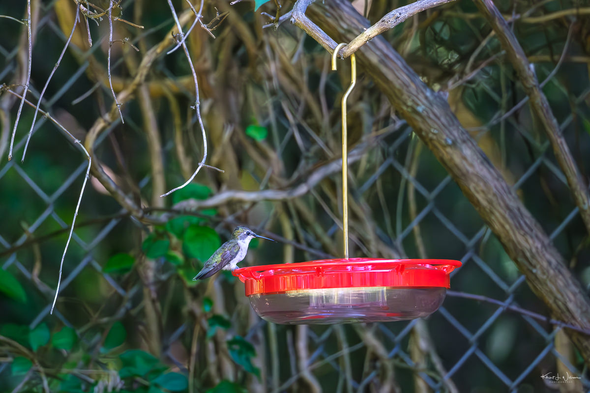 Observing Bird Feeding Mechanisms: Recommendations for a Rewarding Experience in Mount Kenya