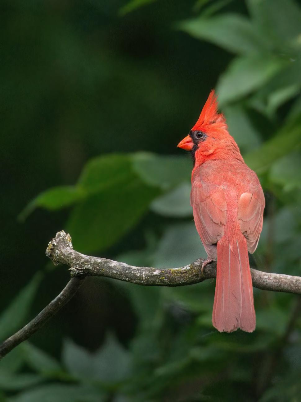 Exploring the Avian Symphony: A Guide to Bird Identification through Calls and Songs in Mt Kenya