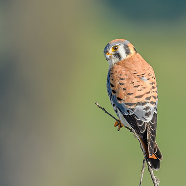 Harnessing Bird-Watching Initiatives to Promote Environmental Awareness and Conservation Efforts in Mount Kenya