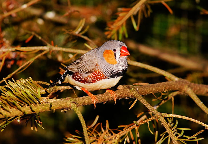 Tips and Techniques: Enhancing Your ⁤Chances of Spotting ⁣Colorful Songbirds in Mount Kenya