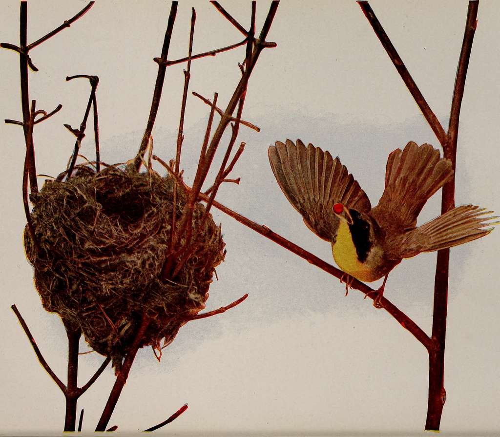 Unlocking the Ornithological Treasure: Practical Strategies to Identify Birds Using their Calls and Songs in Mt Kenya