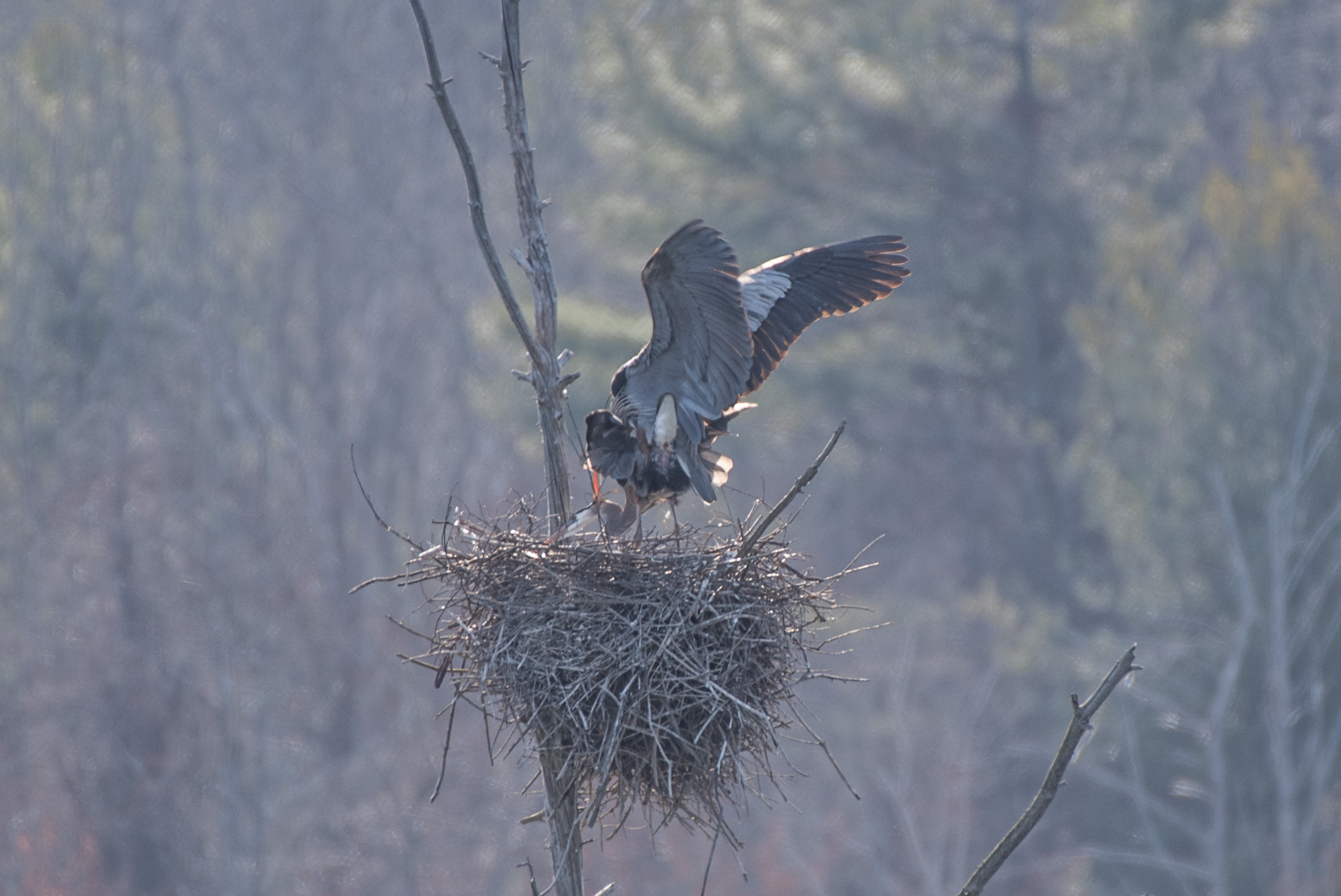 Exploring the Avian World: A Glimpse into Bird Nesting Behaviors atop Mount Kenya