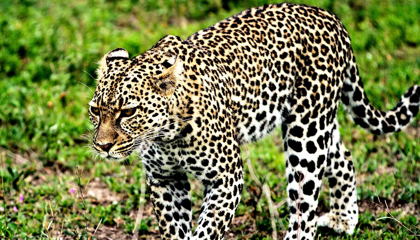 Unveiling ​the Enigmatic Behavior of Leopards in Mount Kenya's Natural Habitat