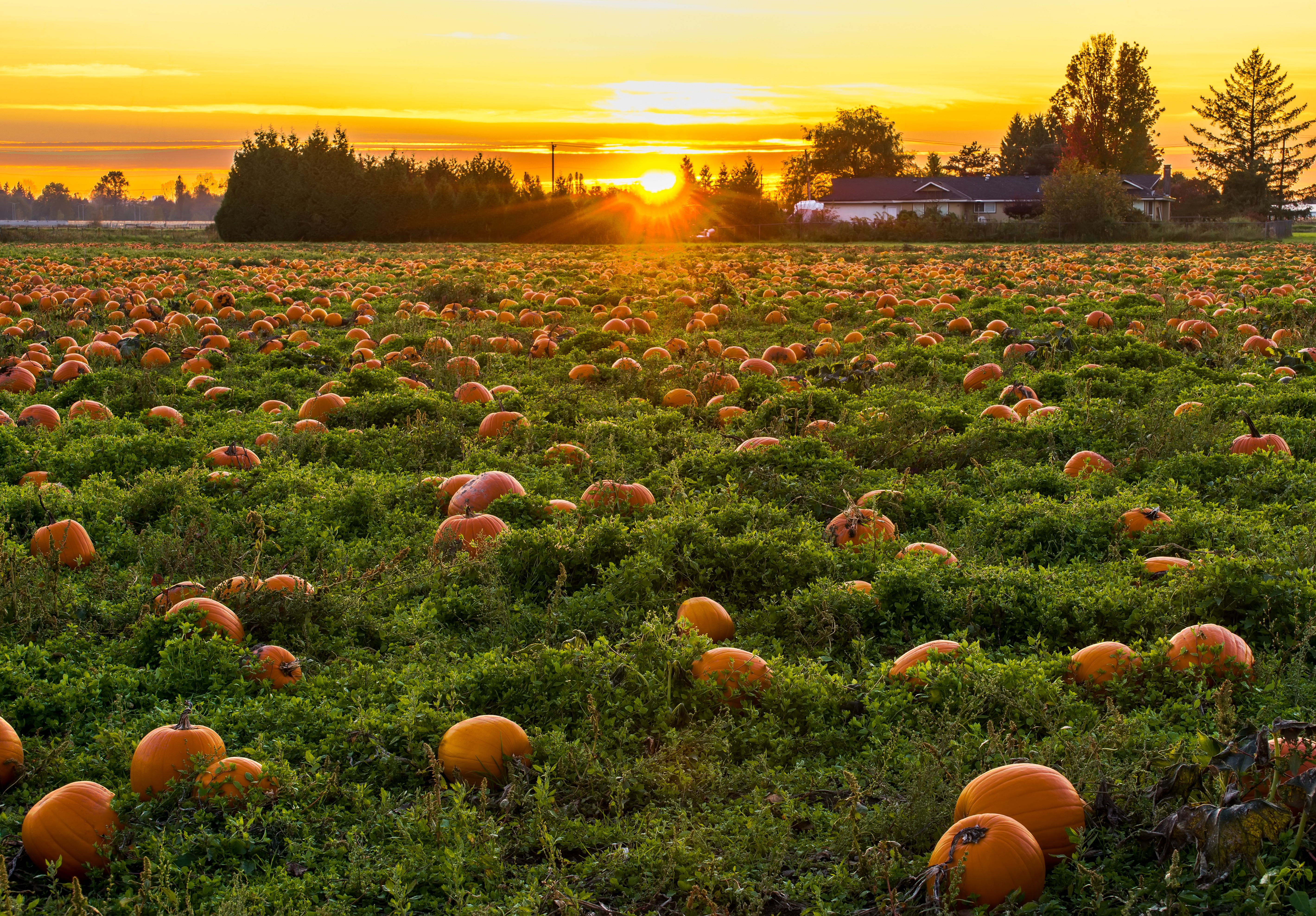 1. Exploring the Enchantment: Halloween-themed Adventure Safaris amidst the Breathtaking Landscape of Mount Kenya